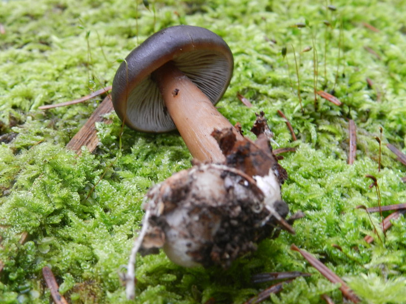 ritrovamenti del 27 ottobre bosco misto prevalenza larice